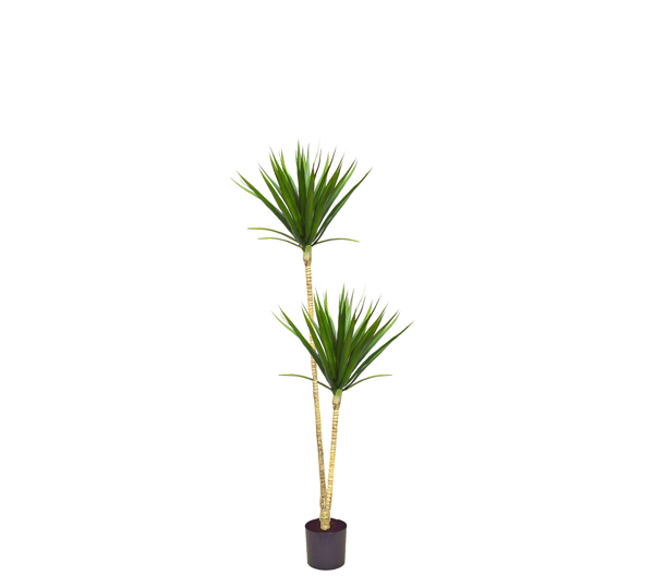 Dracaena marginata- 1.2m with 2 heads